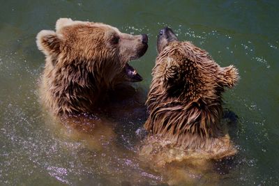 Two bears in water