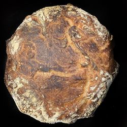 Close-up of shell on rock against black background