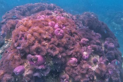 High angle view of fish swimming in sea