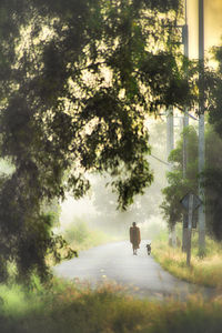 Rear view of person on road amidst trees