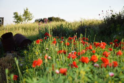 Poppy flowers blooming on field