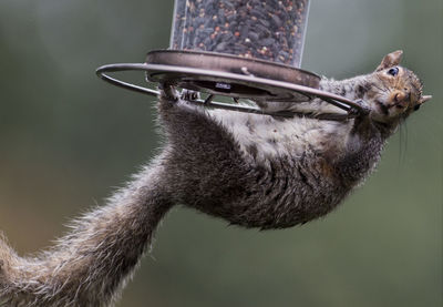 Close-up of squirrel hanging on bird feeder