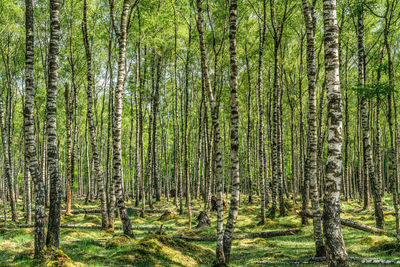 View of trees in forest