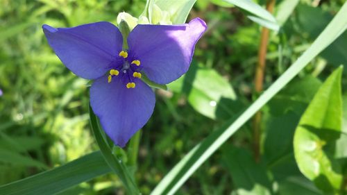 Close-up of purple flowers