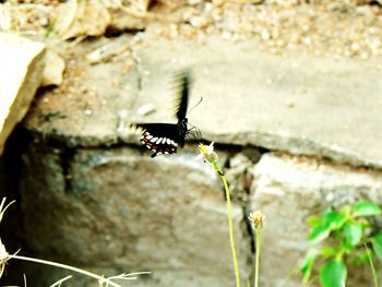 Close-up of butterfly on plant