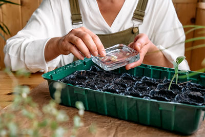 Hand's of woman sowing germinated seeds in mini greenhouse at home. home leisure growing seedlings