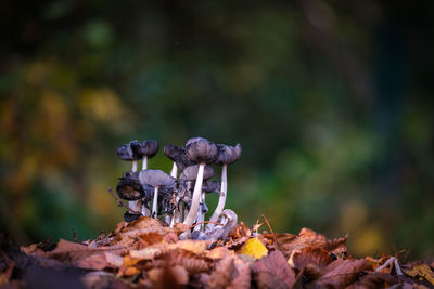 nature