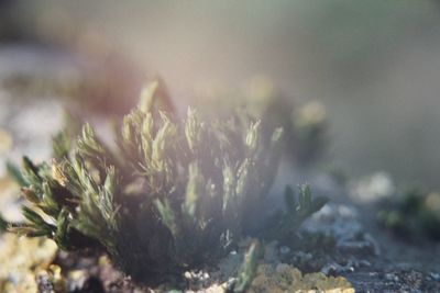 Close-up of snow on field