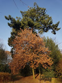 Low angle view of tree against clear sky