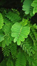 High angle view of leaves on plant