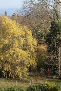 Trees against sky during autumn