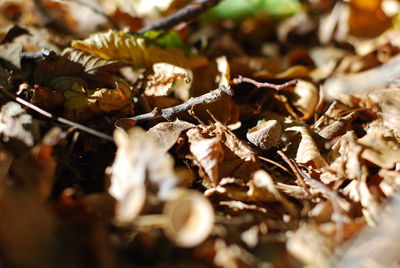 Close-up of dried autumn leaves on land