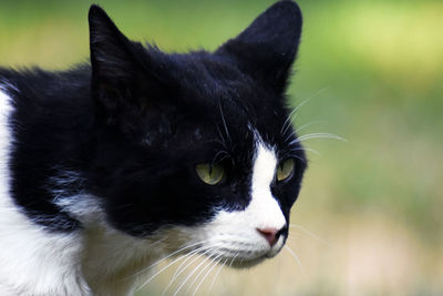 Close-up of cat looking away