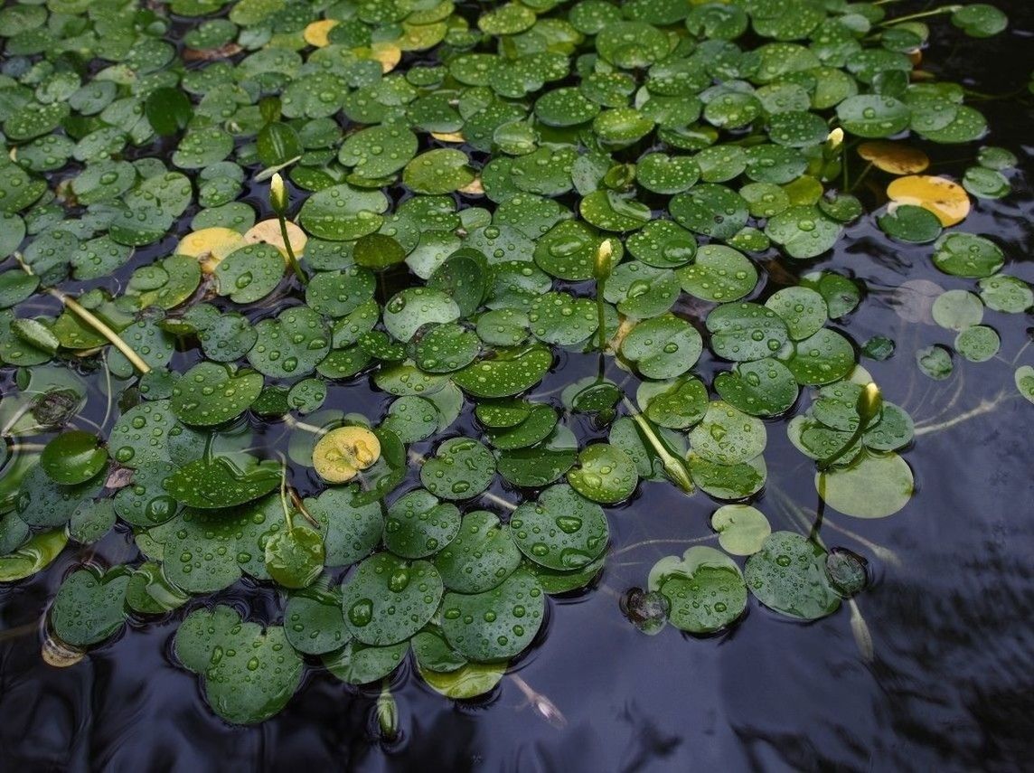 leaf, water, floating on water, pond, reflection, leaves, green color, growth, nature, lake, beauty in nature, plant, tranquility, high angle view, water lily, waterfront, standing water, wet, freshness, day