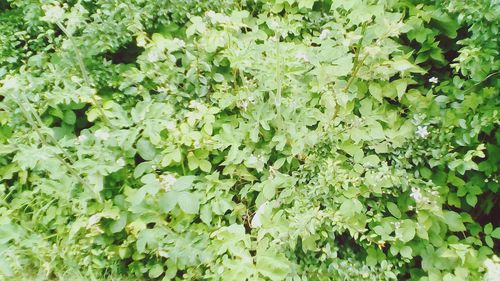 Full frame shot of green leaves