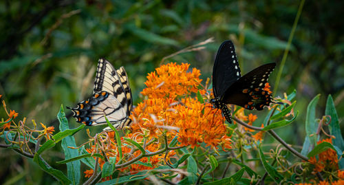 Close-up of butterfly pollinating on flower