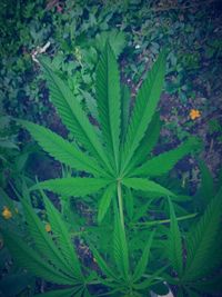 High angle view of fresh green plant