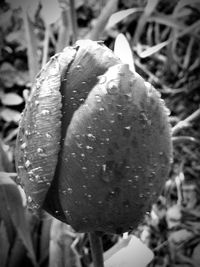 Close-up of water drops on flower