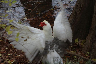 Close-up of white bird