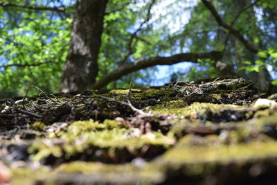 Close-up of tree trunk in forest