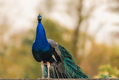 Close-up of peacock