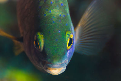 Close-up of fish swimming in aquarium