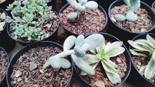 High angle view of potted plants