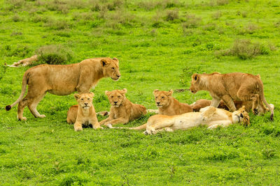 Lions on field