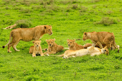 Lions on field