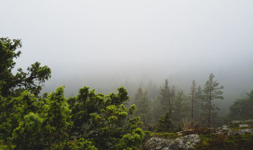 Trees in forest against sky