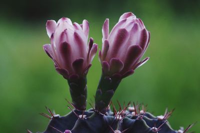 Close-up of pink flowering plant