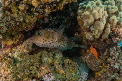 Close-up of fish swimming in sea