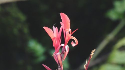 Close-up of pink rose flower