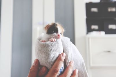 Cropped image of owner holding kitten