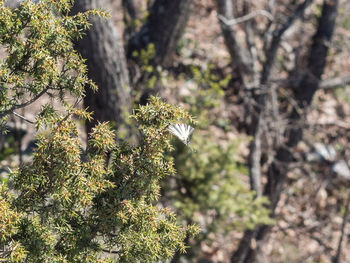 Close-up of butterfly on tree
