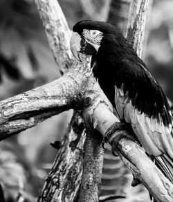 Close-up of bird perching on tree