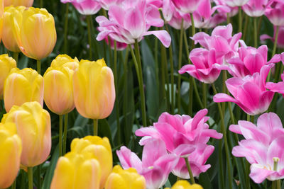 Close-up of tulips blooming outdoors