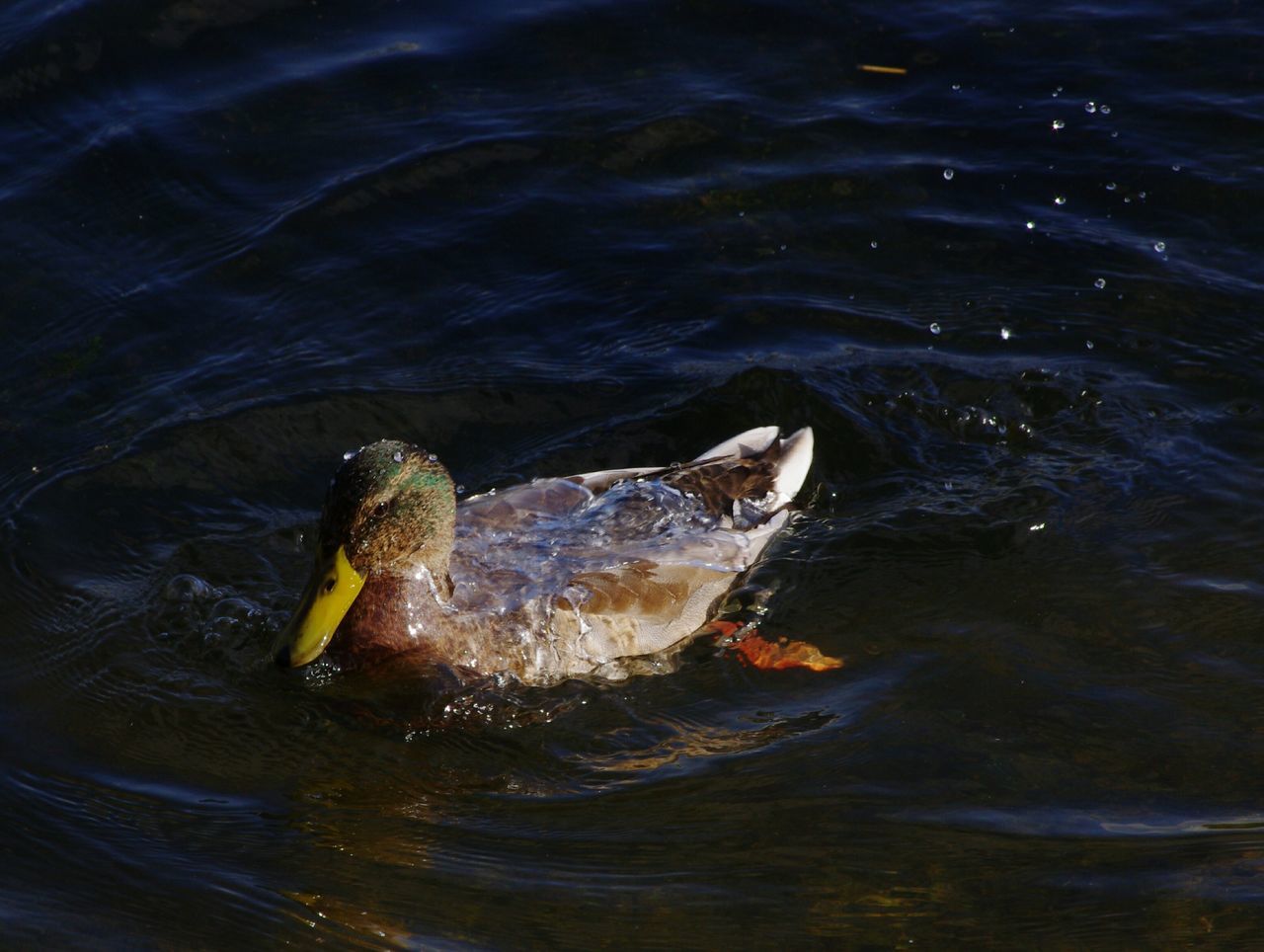 Duck bathing on lake