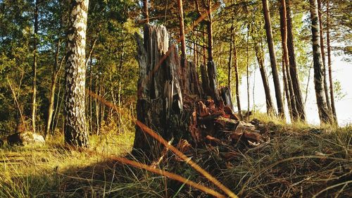 Trees growing in forest