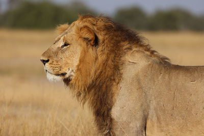 Lioness running on field