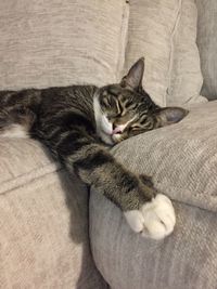 High angle view of cat resting on bed