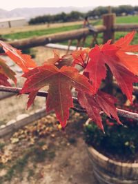 Close-up of red maple leaves on tree during autumn