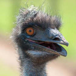 Close-up of an ostrich head