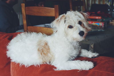 Close-up portrait of a dog