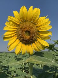 Close-up of sunflower