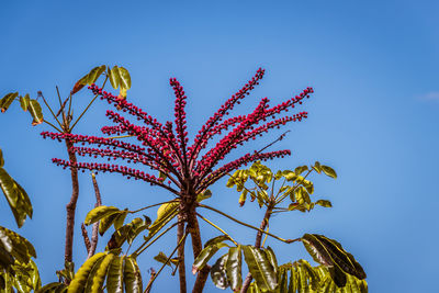 Low angle view of plant against clear blue sky