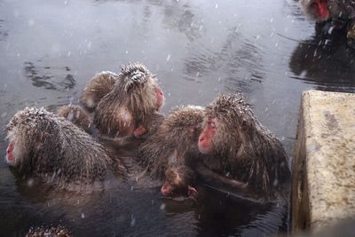 High angle view of monkeys swimming in lake during winter