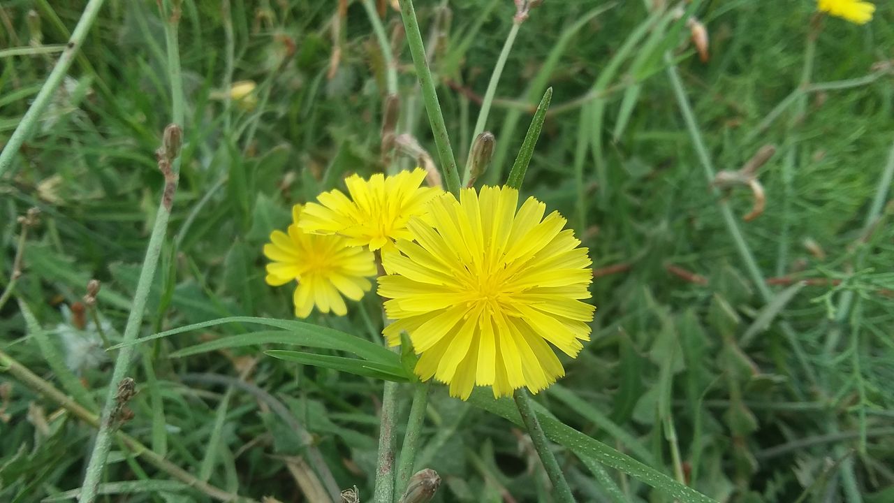 flowering plant, flower, plant, yellow, freshness, beauty in nature, fragility, growth, flower head, petal, flatweed, inflorescence, prairie, close-up, meadow, nature, grass, green, focus on foreground, field, day, no people, dandelion, herb, land, wildflower, high angle view, pollen, outdoors, botany