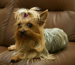 Close-up of yorkshire terrier sitting on sofa