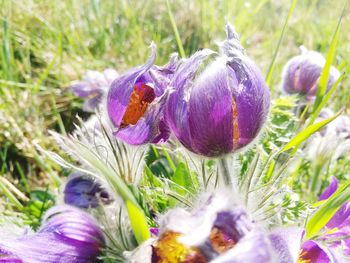 Close-up of purple crocus flowers on field